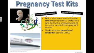 Pregnancy Test Kits IB Biology [upl. by Able725]