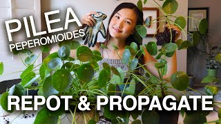 PILEA PEPEROMIOIDES PROPAGATION amp CARE  Houseplant Care Tips  Jolene Foliage [upl. by Adieren]