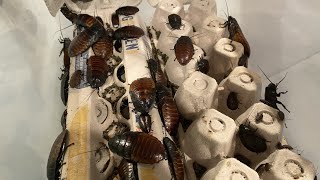 How To Breed Madagascar Hissing Cockroaches  DIY Hissing Cockroach Colony  DIY Reptiles [upl. by Hallagan]