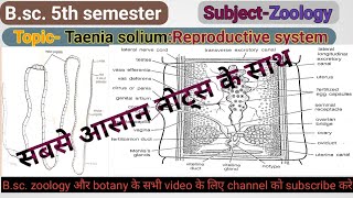 Reproductive system of Taenia solium  Bsc 5th semester  zoology [upl. by Biddy]