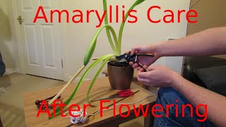 Amaryllis Care After Flowering [upl. by Stenger]