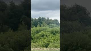 Little Egret And Kestrel birds avian nature [upl. by Dragde740]