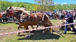 CONCURSUL DE CAI DE TRACTIUNE DE LA VARBILAU 2024Organizat de Catalin Dimache si Ovidiu Cristinoiu [upl. by Morette542]