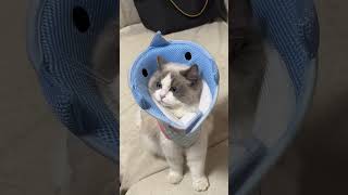 Dolphin Cat Cone Collar Cute Headgear🍨 [upl. by Dyrraj]