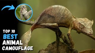 Top 10 BEST animal camouflage [upl. by Selby]