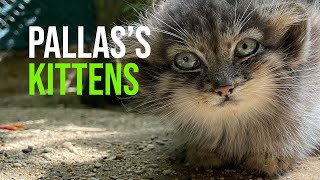 Rare Pallas’s Cat Kittens Make Their Debut In Time For International Cat Day [upl. by Aliehs]