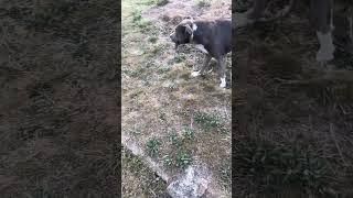 Play Time 🐾 Blue Staffy Dog staffy dog cutedog [upl. by Schober]