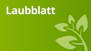 Laubblatt  Aufbau und Funktion  Biologie  Pflanzen und Pilze [upl. by Jit]