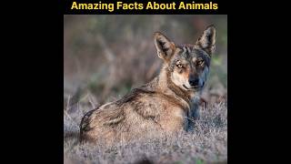 खतरनाक भेंडिया  amazing Facts About animal  facts in hindi  facts shorts ytshorts [upl. by Ardnovahs]