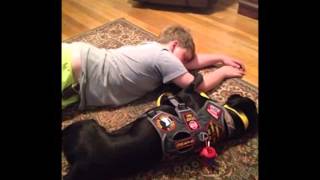 Diabetic Alert Dogs by Dreys Alert Dogs [upl. by Nitsirhc335]