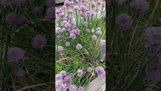 Shorts at the arboretum in the spring spring flowers slowmotion slowmo [upl. by Rehtae]