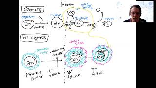 29 folliculogenesis [upl. by Mcquade]