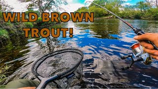 WILD BROWN TROUT Fishing in the YORKSHIRE DALES 🐟🏕 4K [upl. by Dupuy898]