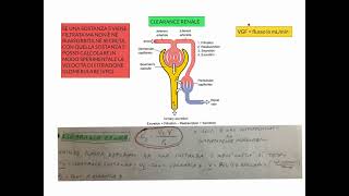 CORSO DI FISIOLOGIA UMANA  LEZIONE 45 DI 81  FISIOLOGIA RENALE  PARTE 2 [upl. by Bloxberg888]