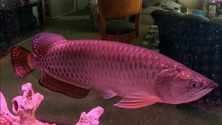 Australian Jardini Arowana tammytexashillcountry5818 [upl. by Yemrots676]