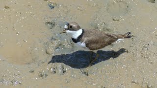 Semipalmated Plover Charadrius semipalmatus in breeding plumage foraging French Guiana [upl. by Knudson43]