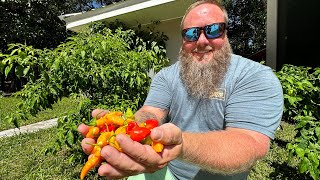 Famous Datil Pepper Sauce and Crab Cakes in St Augustine Florida  Catch Clean Cook [upl. by Godiva297]