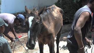 World Horse Welfare Introduction Film  Survey [upl. by Lavina]