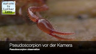 Pseudoscorpion vor der Kamera Pseudoscorpion observation [upl. by Ashmead967]