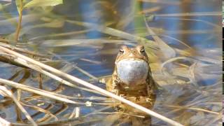 American Toad Calling [upl. by Anesusa487]