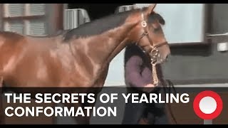 The Secrets of Yearling Conformation [upl. by Clarey]