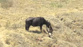 Ngorongoro Crater Lion Kills Buffalo [upl. by Avevoneg]