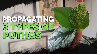 Propagating 3 Types of Pothos via Water Cuttings Foolproof Method 🌱 [upl. by Gardie]