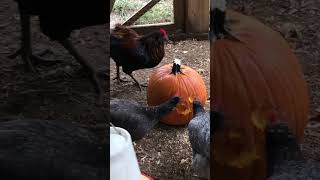 Chicken Carving pumpkin ￼ [upl. by Assele]