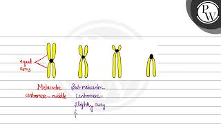 The chromosomes in which centromere are situated close to one end are [upl. by Lyckman]