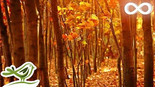 Fall Asleep Fast Deep Relaxing Music Sleep Music Meditation Music Sleeping Music ★135 [upl. by Solis]