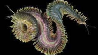 Polychaete nereis [upl. by Locke820]