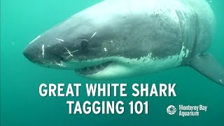 How to tag a great white shark [upl. by Ettegirb]