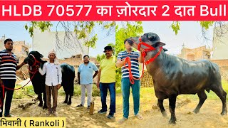 HLDB 70577 का ज़ोरदार 2 दात Bull  Arjun Parmar  भिवानी Rankoli  90680 73802 [upl. by Yrreb]