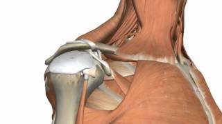 Shoulder Joint  Glenohumeral Joint  3D Anatomy Tutorial [upl. by Hamfurd]