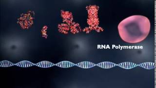 What is gene regulation [upl. by Eugen]