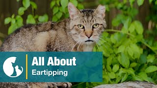 All About Eartipping [upl. by Hotze]