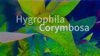 Hygrophila Corymbosa  Aquarium Plant [upl. by Leohcin]