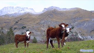 Les vaches avec les cloches dans les alpages [upl. by Alyehc]