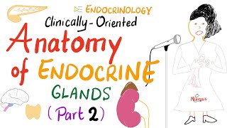 ClinicallyOriented Anatomy Of Endocrine Glands Part 2 [upl. by Etyak218]