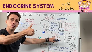 Overview of the Endocrine System [upl. by Ellevel]