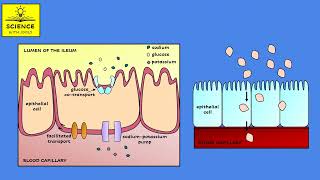 DIGESTION AND ABSORPTION [upl. by Knute]