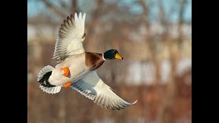 Waterfowl Ownership Share For Sale In Fulton County Illinois Great Location [upl. by Solegna]