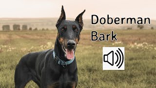 Doberman barking sound  Aggressive Doberman [upl. by Aehc]