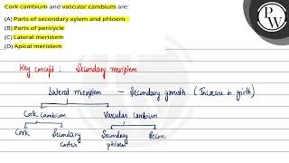 Cork cambium and vascular cambium are [upl. by Enegue]
