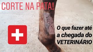 POR DENTRO DO BICHO  MEU CAVALO CORTOU A PATA O QUÊ EU FAÇO [upl. by Akyre]