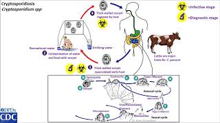 Cryptosporidium life cycle [upl. by Grube]