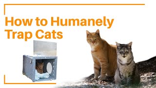 How To Set A Humane Cat Trap [upl. by Nayar]