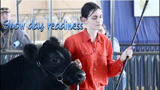 Getting a Show Steer ready the day of a Show [upl. by Trebo]