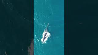 Humpback whale feeding off Clovelly Beach September 2024 [upl. by Antoinetta]