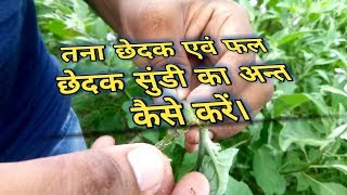 बैंगन में लगने वाला तना छेदक एवं फल छेदक। [upl. by Cooe]